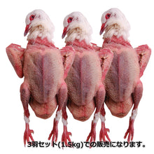 画像をギャラリービューアに読み込む, Elm pigeon エルムピジョン 3羽